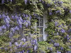 2 Blue Flowering Chinese Wisteria Vines - 12-18" Tall Live Plants - Wisteria Seedlings - Wisteria sinensis - (2 Pack)