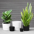 Root & Vessel Majestic Mid-Century Modern Low Profile Cylinder Pot, Matte White, 12.5"