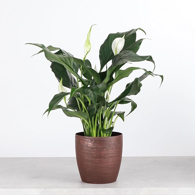 Thorsen's Greenhouse Live Peace Lily Plant, Spathyphylum, Low Light, Natural Air Purifier Live Indoor Plant, 4" Diameter Pot (Copper, 4-inch Pot)