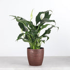 Thorsen's Greenhouse Live Peace Lily Plant, Spathyphylum, Low Light, Natural Air Purifier Live Indoor Plant, 4" Diameter Pot (Copper, 4-inch Pot)