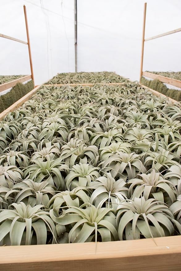 Garden in the City Air Plant Tillandsia Xerographica 6" Wide, Greenhouse Grown, Ships from California, Indoor Outdoor