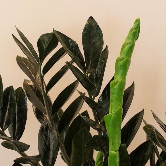 Black ZZ Plant Live, Rare Tropical ZZ Houseplant in 3'' Pot, ZZ Plant for Living Room, Office