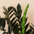 Black ZZ Plant Live, Rare Tropical ZZ Houseplant in 3'' Pot, ZZ Plant for Living Room, Office
