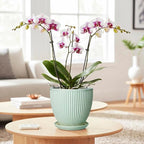 Ceramic Pots for Indoor Plants, 6 Inch Plant Pot with Drainage Hole and Saucer, Round Modern Planters, Decorative Pots for Plants, Home Living Room Decor, Gifts for Plant Lovers, Mint Green