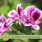 Clovers Garden Citronella Plants – Two (2) Live Plants – Non-GMO - Not Seeds - Each 4" to 8" Tall – in 4" Inch Pots - Citrosa Geranium Plant, Mosquito Repellent, Blooming, Edible