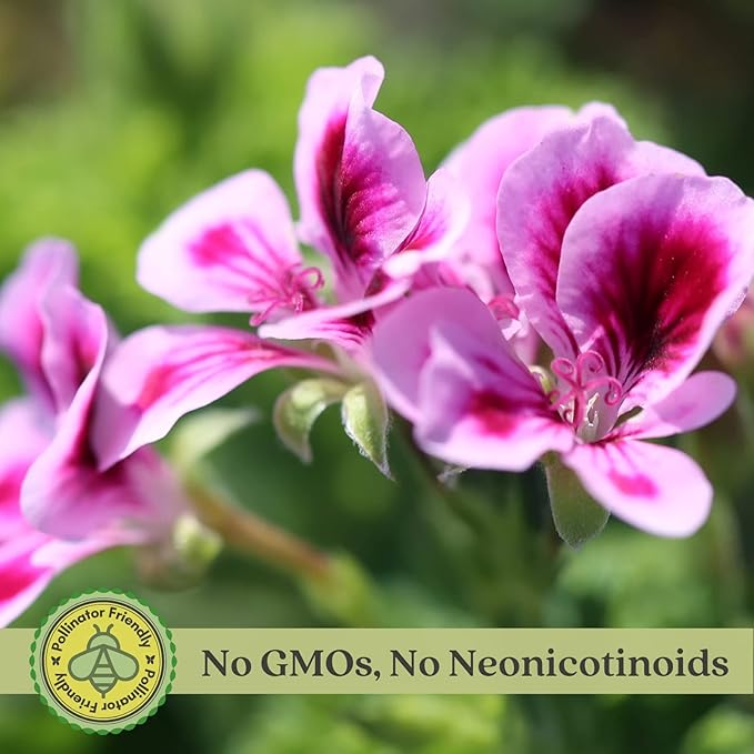 Clovers Garden Citronella Plants – Two (2) Live Plants – Non-GMO - Not Seeds - Each 4" to 8" Tall – in 4" Inch Pots - Citrosa Geranium Plant, Mosquito Repellent, Blooming, Edible