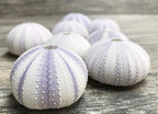 Nautical Crush Trading Sea Urchins Shells for Air Plants - 8 Purple (1.5-2.5") Sea Urchin Shells - Hanging Air Plant Holder - Air Plants Live Holders - Air Plant Pot - No Plants Included