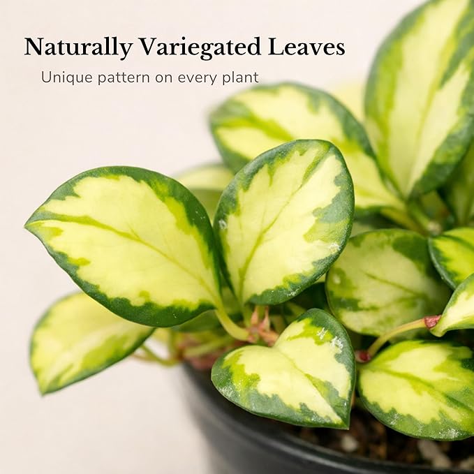 Hoya Heuschkeliana Variegata Live Plant – Hoya Variegated Fully Rooted Starter Plant – Rare Indoor Tropical Vines – Easy Care Houseplant for Beginners – Unique Gift for Collectors (Heat Pack Included)