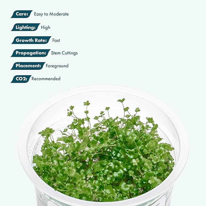 SubstrateSource Live Plant - Hydrocotyle Tripartita 'Japan Mini' - Foreground Carpeting Plant, Snail-Free in Vitro Aquarium Stem - Tissue Culture