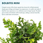 SubstrateSource Mini Bolbitis Baby Leaf - Live Aquarium Plant for Fish Tank Decorations (1 Pot)