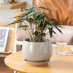 vancasso 3-Pack Ceramic Plant Pots, 3.7/4.8/6.2 Inch Indoor Planters with Saucers & Drainage Hole Planter pots for Indoor Plants and Flower, Gray
