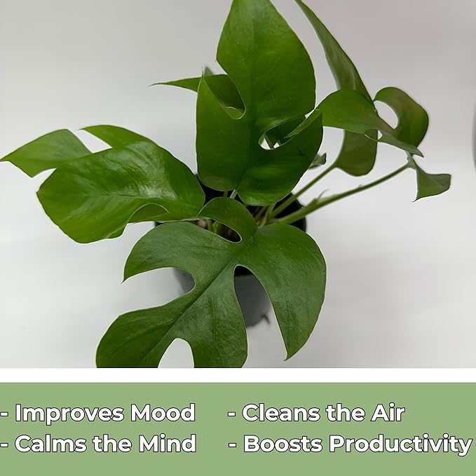 Mini Monstera Plant Live - Rare Rhaphidophora Tetrasperma with 4 Inch Pot - Easy to Care and Grow Indoor Houseplants for Home Office Wedding Decor & Birthday Gift