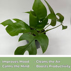 Mini Monstera Plant Live - Rare Rhaphidophora Tetrasperma with 4 Inch Pot - Easy to Care and Grow Indoor Houseplants for Home Office Wedding Decor & Birthday Gift