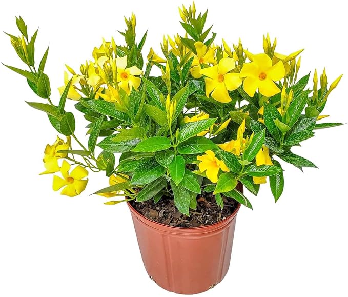 Yellow Dipladenia Bush Live Flowering Plant - 22" to 26" Overall Height - Tropical Plants of Florida (Plant in Growers Planter)