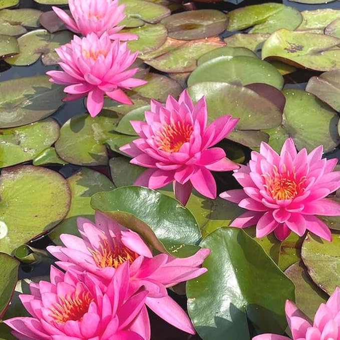 Mainam Red Nymphaea Mayla Live Aquarium Plant Hardy Water Lilies Tuber for Freshwater Fish Pond Balcony