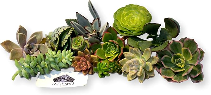 FATPLANTS 10 Living Succulent Cuttings