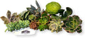 FATPLANTS 10 Living Succulent Cuttings
