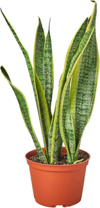 Live Snake Plant in Pot - Sansevieria trifasciata Laurentii - Fully Rooted Indoor House Plant in Pot - Mother in Law Tongue Sansevieria Plant - Best Air Purifying Plant - CA Seller