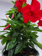 Tropical Plants of Florida Red Mandevilla Plant Live Hanging Basket - 12" Basket - Overall Size 14" Wide by 18"