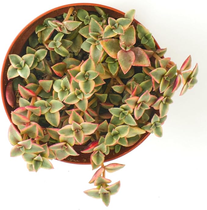 Shop Succulents Calico Kitten Hanging Succulent, Crassula Pellucida Variegata, Fully Rooted Live 4" Succulent Plant, Low Maintenance Indoor Plant, Trailing Succulents, Gift & Garden