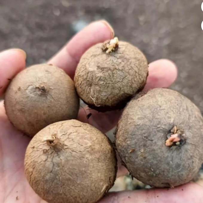 Stephania Erecta | Rare Caudex Bonsai for Indoor Home & Office Decor