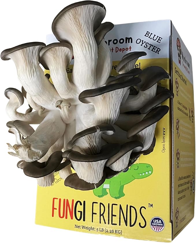 Blue Oyster Mushroom Grow Kit (5 lbs) | Mushasaurus | Beginner-Friendly & Easy to Use | Handmade in USA (1 Blue Oyster Mushroom Grow Kit)