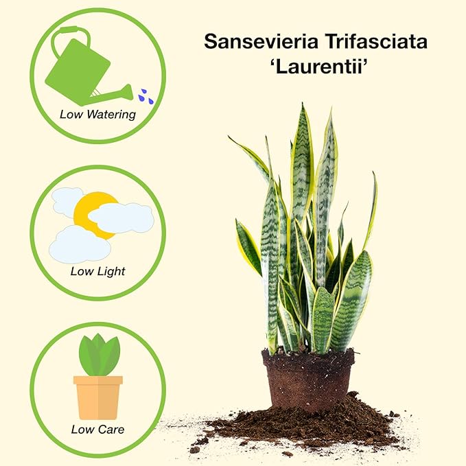 Perfect Plants Snake Plant Sansevieria Trifasciata Laurentii 16in Tall | Easy Care Houseplant | Perfect for Low to Bright Light Conditions, 6 in Grower's Pot