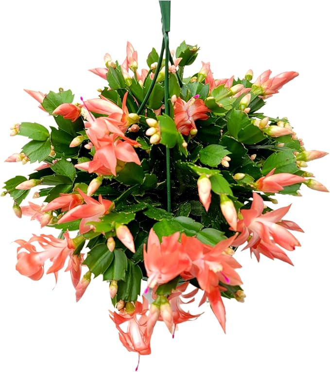 Thanksgiving Cactus, Coral Seasonal Blooms, Live Indoor Plant, Flowering Houseplant, Christmas Cactus, 8-Inch Hanging Basket, Holiday Decor, Pet Safe, Free Heat Pack