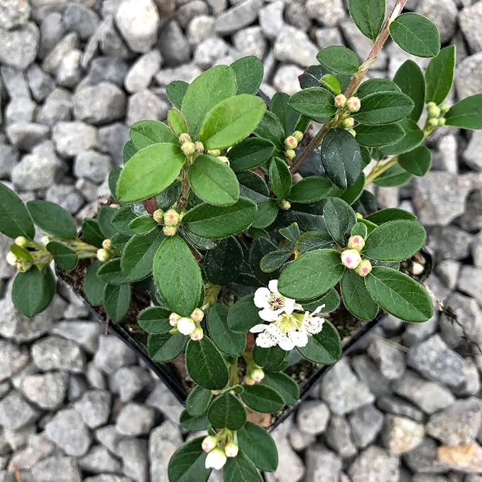 RedCrocus Coral Beauty Cotoneaster- Evergreen Ground Cover, Drought Tolerant, Pet Safe, Low Maintenance Plant for Landscaping & Erosion Control 3 Gallon