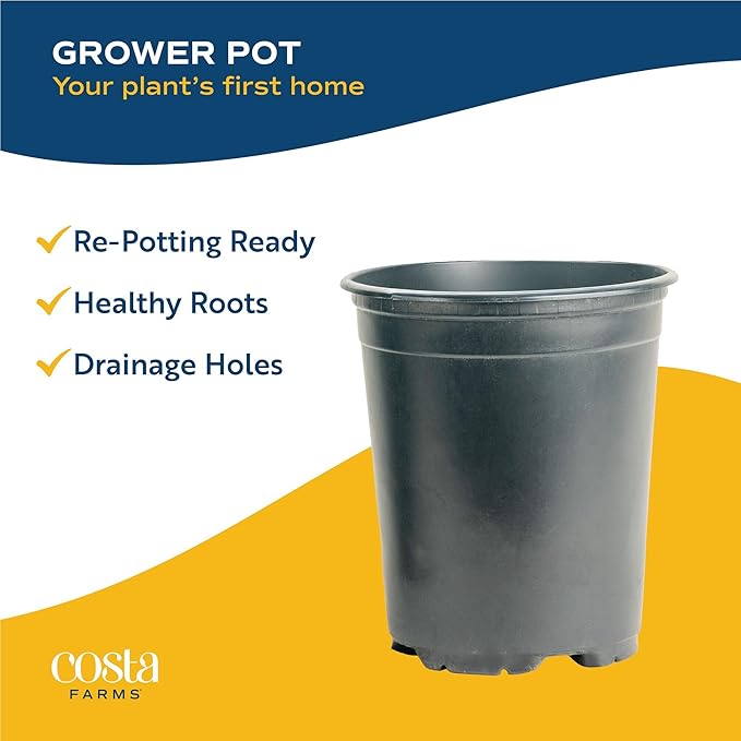 Costa Farms Live Premium Hibiscus Outdoor Plant in 1 QT Grower Pot, 10-Inches Tall, Grower's Choice Flowers