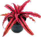 ragnaroc Live Plants – Cryptanthus ‘Rubin‘, 4-8" in 4" Pot - 1ct - Live Arrival Guaranteed - House Plants for Home Decor & Gift