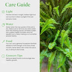 American Plant Exchange Kimberly Queen Fern – 6-Inch Pot – Live Hardy Upright Fern Houseplant, Easy Care Greenery for Home, Office, Garden, or Patio Decor