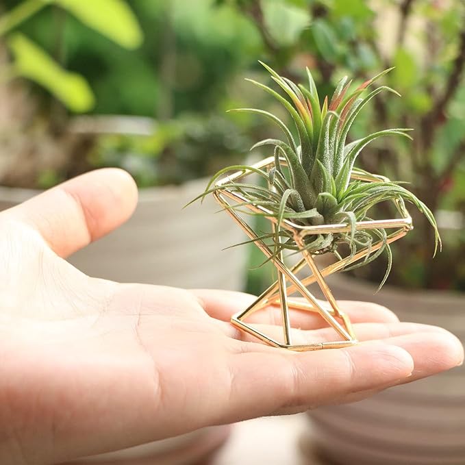 Geometric Air Plant Holder Airplants Rack Metal Plants Stand Planter Shelves Himmeli Living Decor Tillandsia Pot Containers (Gold 3pcs)
