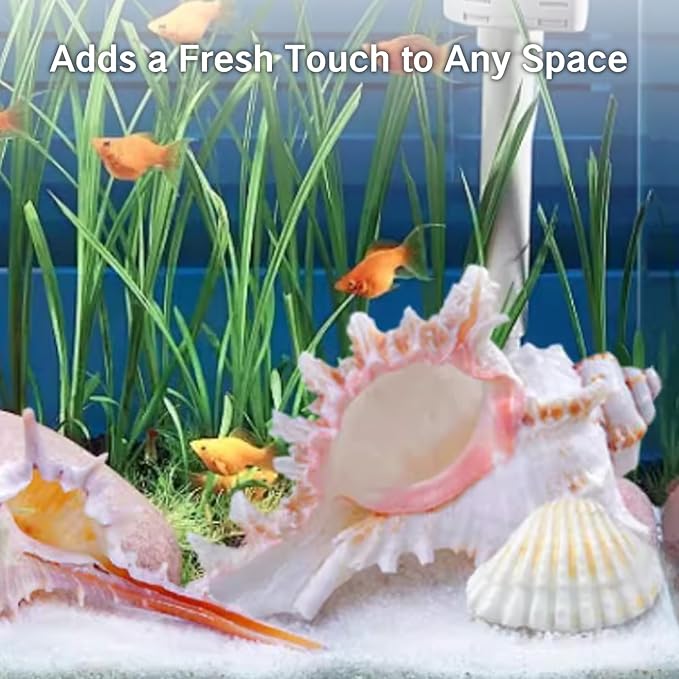 NIIIYTYB Air Plant Holders Natural Conch Shell Seashell Planters for Tillandsia Succulent Display Decorative Air Plant Pots Beach Themed Home Décor for Garden Parties No Plants Included 3-4 Inch