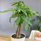 Altman Plants Money Tree Plant Decor (Approx. 1.5 Feet Tall) with 6 Inch White Plant Pot, Pet Friendly Plants, Easy Plant Gift, Easy to Grow House Plant & Desk Plant in Indoor Plant Potting Soil Mix