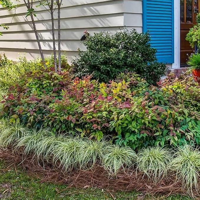 Blooming & Beautiful - Blush Pink Nandina - 3 gal - Southern Living - Dwarf Evergreen Shrub - Pink Colored Foliage - Compact Low Growing - Zones 6-10 - Nandina domestica 'Aka' PP19916-3 Gallon Pot