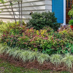 Blooming & Beautiful - Blush Pink Nandina - 3 gal - Southern Living - Dwarf Evergreen Shrub - Pink Colored Foliage - Compact Low Growing - Zones 6-10 - Nandina domestica 'Aka' PP19916-3 Gallon Pot