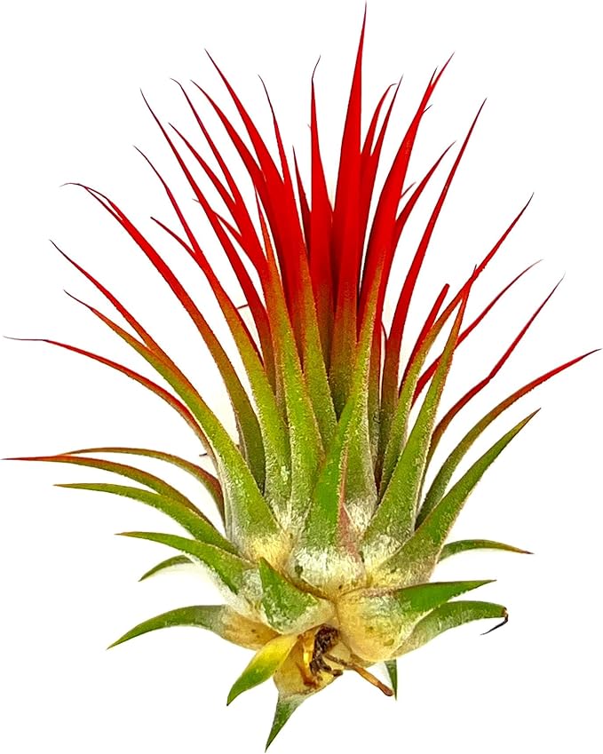 ragnaroc Air Plants - Tillandsia Ionantha, Regular 2-3" - 1ct - Organically Enhanced Color - Live Arrival Guaranteed - House Plants for Home Decor & Gift, Jule Red