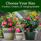 Dipladenia Bush Flower Plant - Pink Flowers Live Plant - Overall Height 22" to 26" - Tropical Plants of Florida (Plant Only)