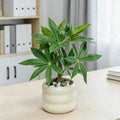 Artificial Money Tree Plant, Small Fake Potted Plants in Ceramic Pot, INS Tabletop Decor Accessories for Office, Side Table,Nightstand, Entryway,Bathroom, Living Room, Coffee Bar