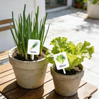 Whaline 20Pcs Acrylic Vegetable Fruit Plant Label Signs Garden Markers 20 Styles Watercolor Vegetable Fruit Waterproof Potted Plant Stake Tags with Names for Nursery Indoor Outdoor Garden Decor