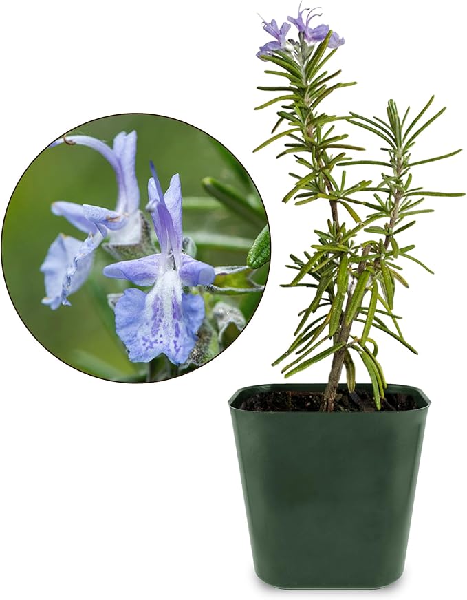 Mini Purple Flower Rosemary Plant Starter Outdoor Herb Garden Live Rosemary Plant (2)
