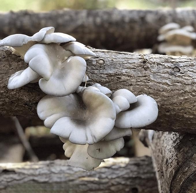 North Spore Organic Blue Oyster (100 ct) Mushroom Plugs for Logs | Premium Quality Mushroom Plug Spawn | Handmade in Maine, USA | Grow Gourmet Mushrooms Outdoors on Logs | Pleurotus ostreatus