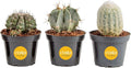 Costa Farms Cactus Live Plants in Plastic Post, Easy to Maintain Succulent Indoor Houseplant, Home, Room, or Office Decor, Great House Warming or Birthday Gift, 4-8 Inches Tall, Pack of 3