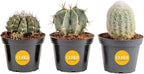 Costa Farms Cactus Live Plants in Plastic Post, Easy to Maintain Succulent Indoor Houseplant, Home, Room, or Office Decor, Great House Warming or Birthday Gift, 4-8 Inches Tall, Pack of 3
