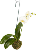 Better-GRO 19” Hanging Kokedama with Phalaenopsis Orchid – Indoor/Outdoor Planter- White