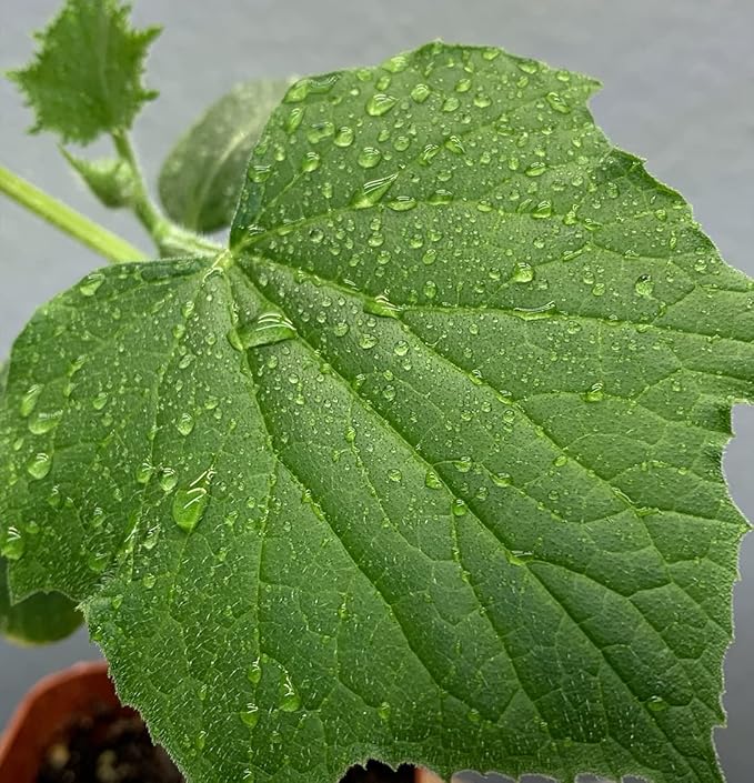Planterium's Organic Live Marketmore Cucumber Plants | 3 Pack | 5" - 10" Tall