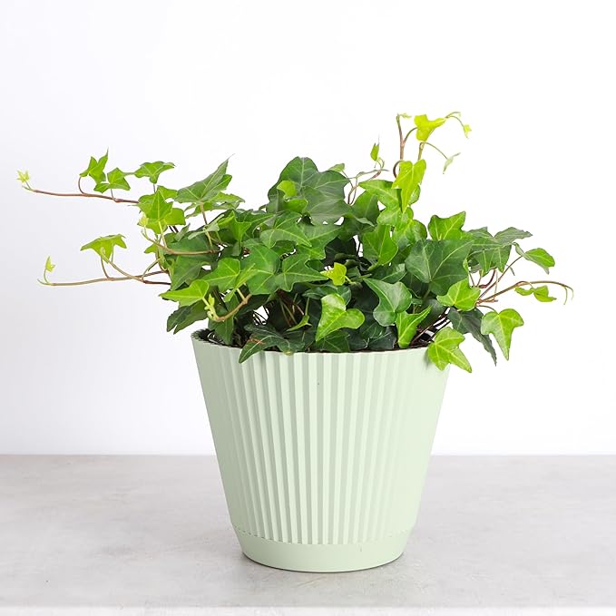 Thorsen's Greenhouse Live Green English Ivy Plant, Hedera Helix, Natural Air Purifier, Easy to Grow, Live Indoor Houseplant, (Sage - 6" Pot)
