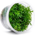 SubstrateSource Live Plant - Peplis Diandra (Didiplis Diandra) - Foreground Stem with Bright Green and Orange Hues, Snail-Free in Vitro Aquarium Plant - Tissue Culture