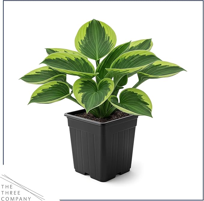 Live Perennial Hosta - Golden Tiara (3 Plants Per Pack) Beautiful Accent Plant, 10" Tall by 4" Wide in 1 Qt Pot